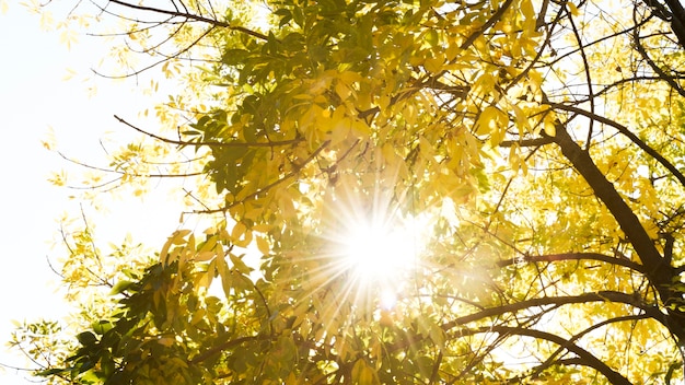 Sonnenlicht, das durch Herbstbäume überschreitet