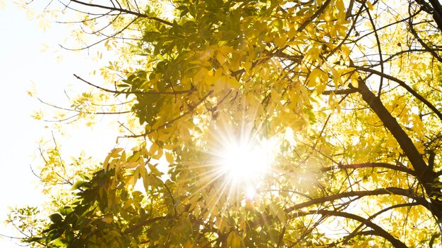 Sonnenlicht, das durch Herbstbäume überschreitet