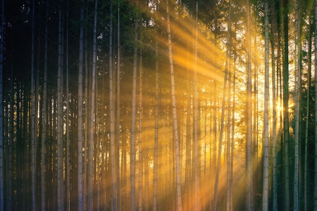 Sonnenstrahlen kommen durch grüne Bäume