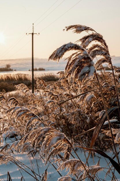 Sonnenuntergangsansicht des verschneiten Winters