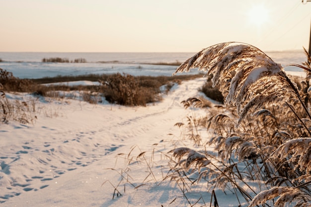 Sonnenuntergangsansicht des verschneiten winters