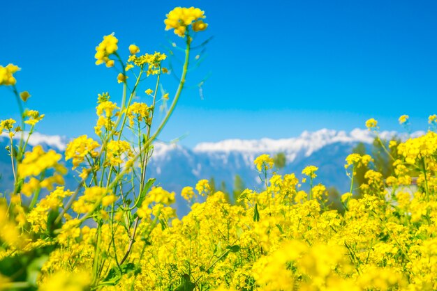 Sonnige Abdeckung Gras Nahaufnahme Sommer