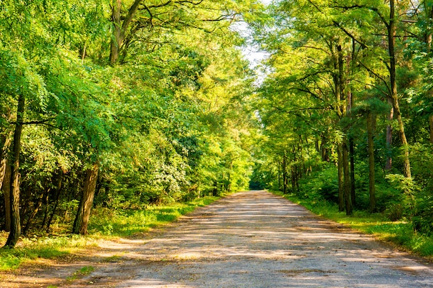 Sonnige Straße im Wald, umgeben von den grünen Bäumen im Sommer