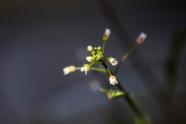 Sortiment von schönen verschwommenen Blumen in der Natur