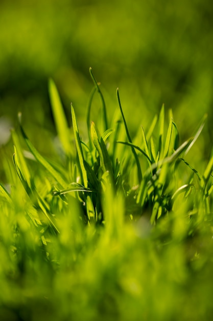 Sortiment von schönen verschwommenen Blumen in der Natur