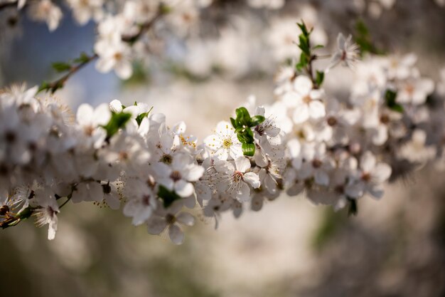 Sortiment von schönen verschwommenen Blumen in der Natur