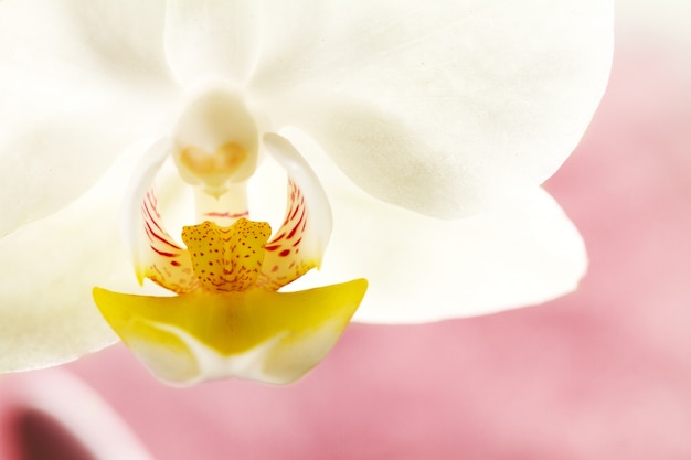Spa-Konzept. Schöne weiße Orchidee Blume auf rosa lila Hintergrund. Horizontal. Text kopieren