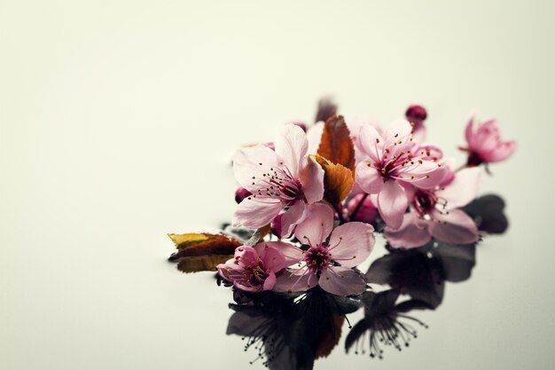 Spa Natur Konzept. Nahaufnahme von schönen Pint Lila Blumen auf Wasser mit Platz für Text. Horizontal.