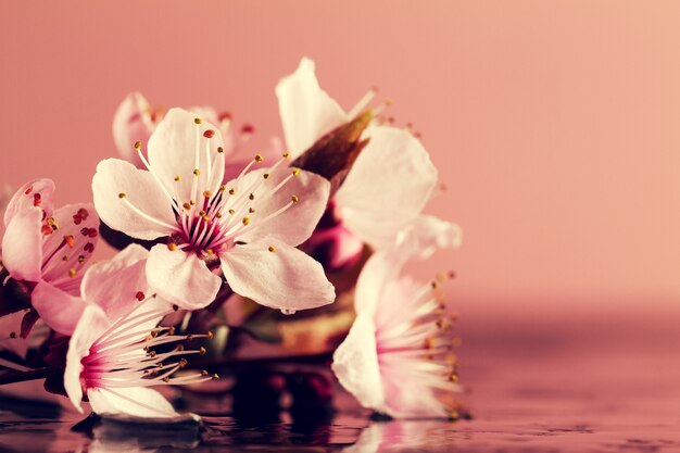 Spa Natur Konzept. Nahaufnahme von schönen Pint Lila Blumen auf Wasser mit Platz für Text.