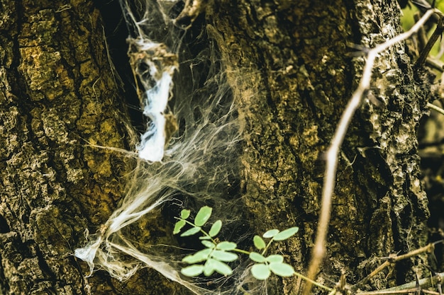 Kostenloses Foto spanien natur bark strukturierten kreis cadiz