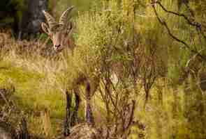 Kostenloses Foto spanischer steinbock junger mann im naturlebensraum wilde iberia spanische tierwelt bergtiere