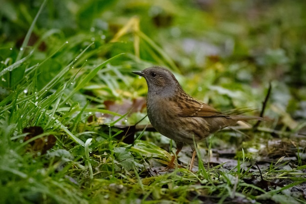 Spatz, der auf dem Boden steht, umgeben von Gras bedeckt mit Wassertropfen mit einer Unschärfe