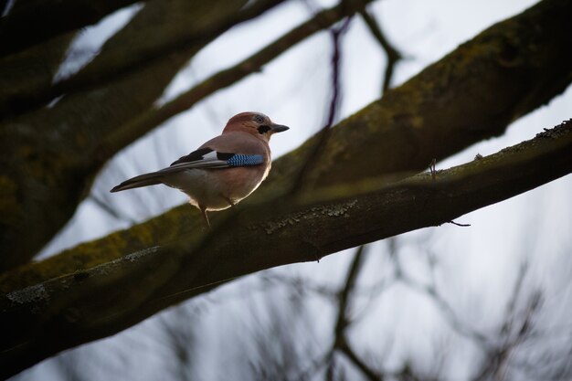 Spatz thront auf einem Ast