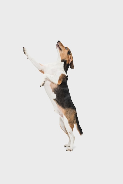 Spielen. Kleiner niedlicher estnischer Jagdhund Hund oder Haustier, das über weißem Studio aufwirft