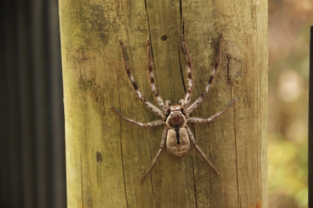 Spinne am Baum