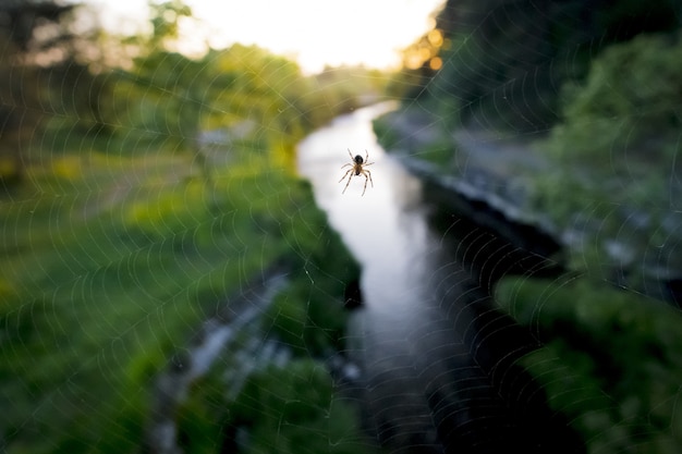 Spinne auf großem Netz nahe Fluss
