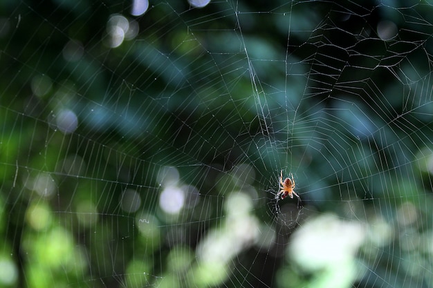 Spinne im Web