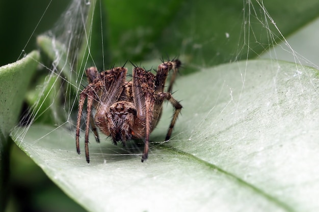 Spinne wartet auf ihre Beute auf grünen Blättern Spinnen-Closup