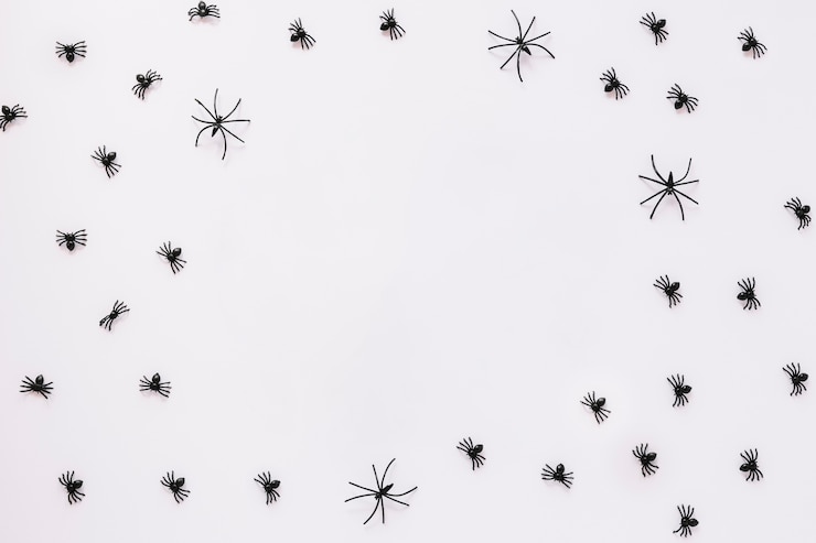Kostenlose Foto spinnen kriechen auf weißem hintergrund