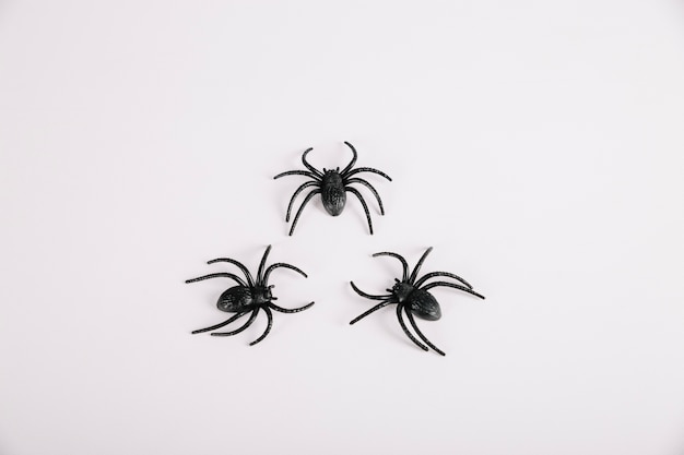 Spinnen liegen auf weißem Hintergrund