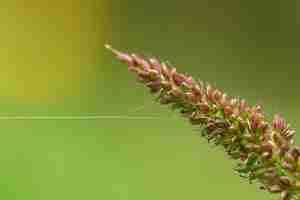 Kostenloses Foto spinnennetz auf einem makroschuß der wilden blume verschwommenen hintergrund