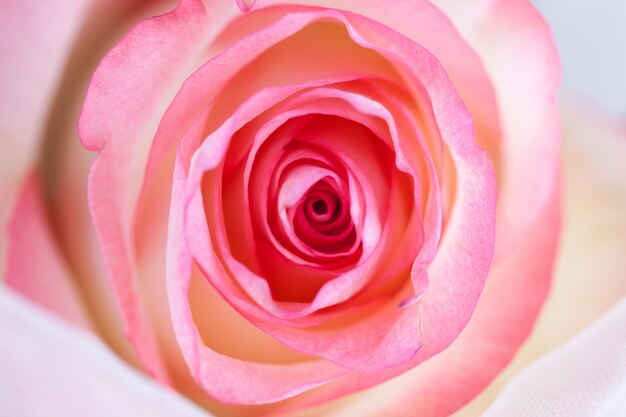 Spirals einer Rose close