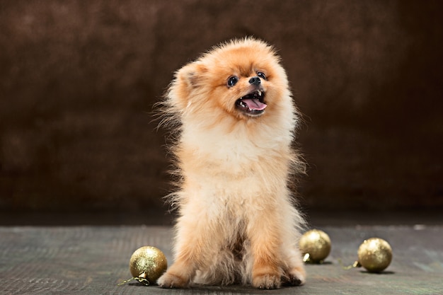 Spitzhund, der mit Weihnachtskugeln aufwirft