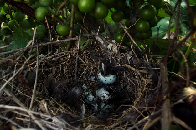 Spöttisches Nest