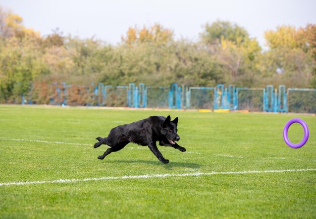 Sportlicher Hund beim Köder-Coursing im Wettbewerb