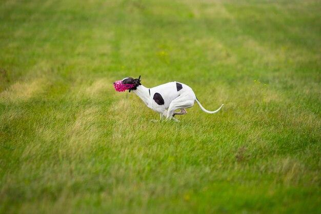 Sportlicher Hund beim Köder-Coursing im Wettbewerb