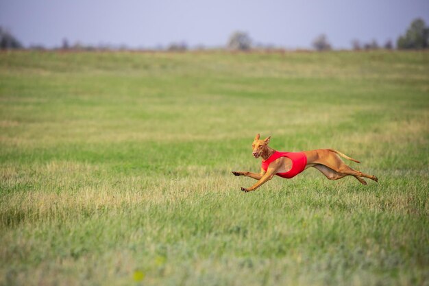 Sportlicher Hund beim Köder-Coursing im Wettbewerb