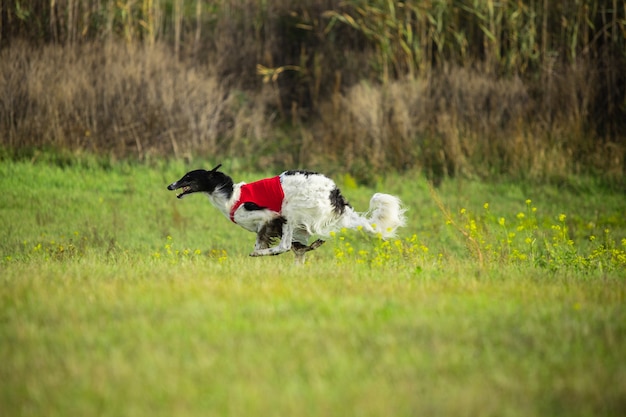 Sportlicher Hund, der während des Köderlaufs im Wettbewerb auftritt.