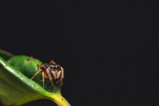 Springende Spinne auf einer Pflanze