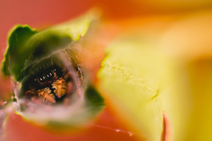 Kostenlose Foto springende spinne auf einer pflanze
