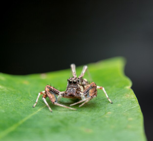 springende Spinne