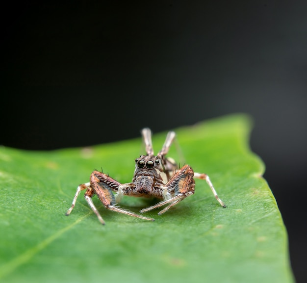 springende Spinne