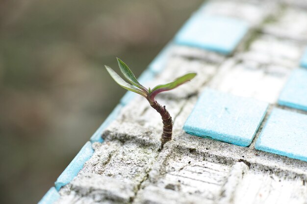 Sprout durch Fliesen