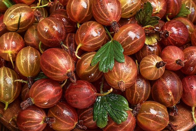 Stachelbeeren frische Ernte. Die Ernte von reifen roten Stachelbeeren in Wassertropfen wird auf dem Tisch ausgebreitet. Reifes Beerenmodell für Banner oder Hintergrund