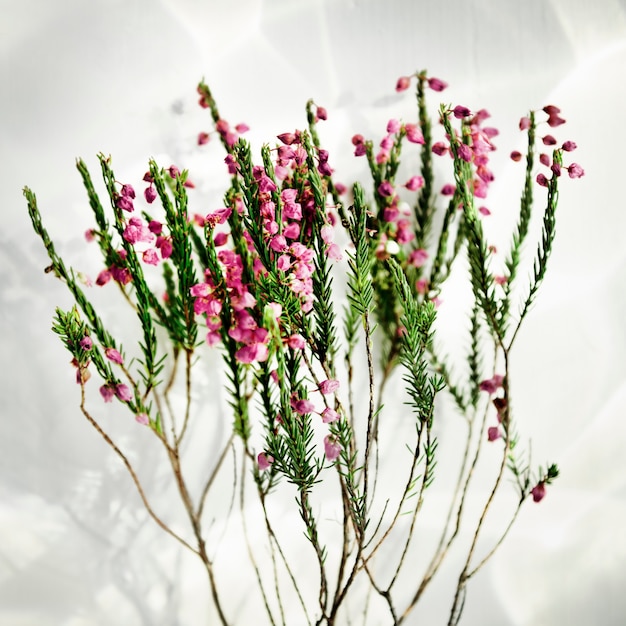 Stängelblume schönes frisches Konzept