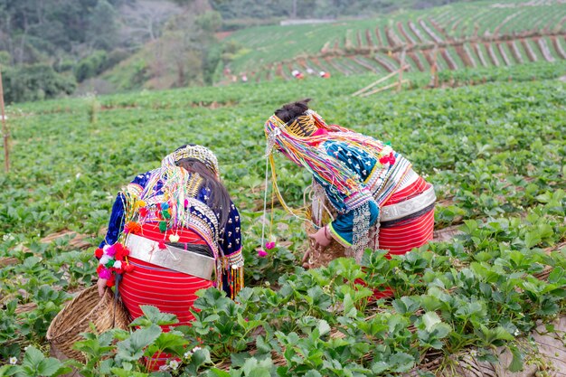 Stammesmädchen sammeln Erdbeeren