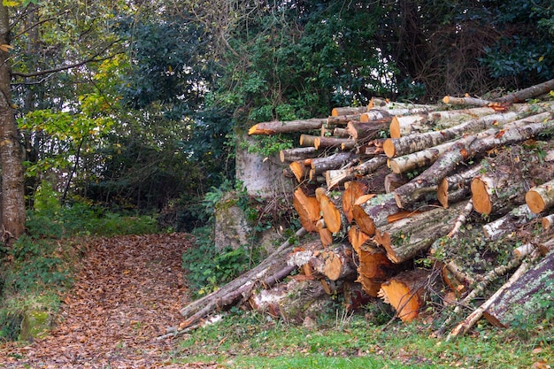 Stapel von Baumstämmen in einem grünen Wald