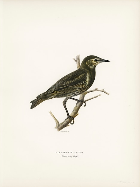 Star (Sturnus vulgaris), illustriert von den Brüdern von Wright.