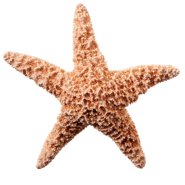 Starfish getrennt auf weißem Hintergrund