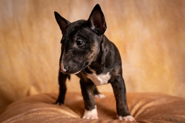 Stehender schwarzer Miniatur-Bullterrier-Welpe