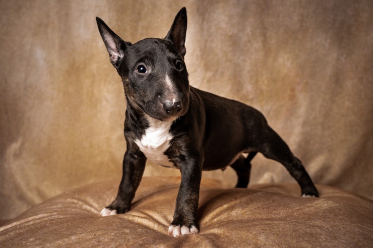 Kostenlose Foto stehender schwarzer miniatur-bullterrier-welpe