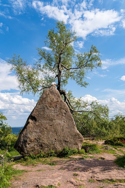 Stein und Baum in der Nähe der Klippe