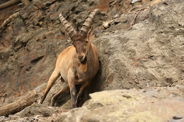 Steinbock im felsigen Berggebiet