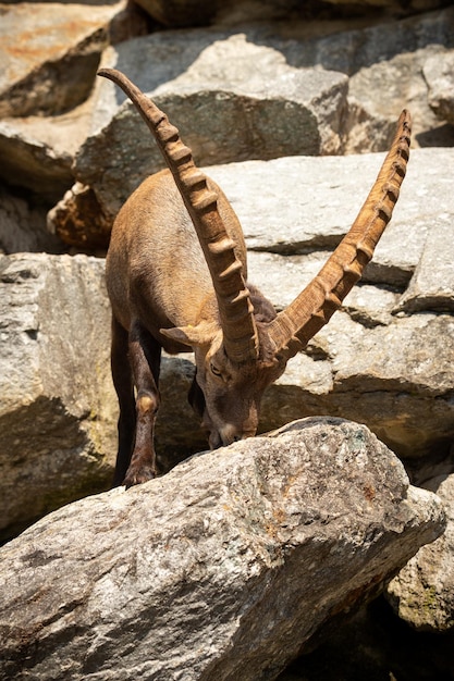 Kostenloses Foto steinbockkampf im felsigen berggebiet wilde tiere in gefangenschaft zwei männchen kämpfen um weibchen