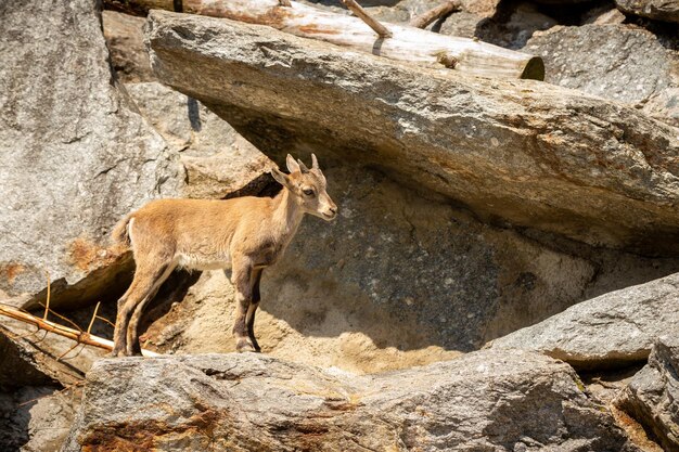 Steinbockkampf im felsigen Berggebiet Wilde Tiere in Gefangenschaft Zwei Männchen kämpfen um Weibchen