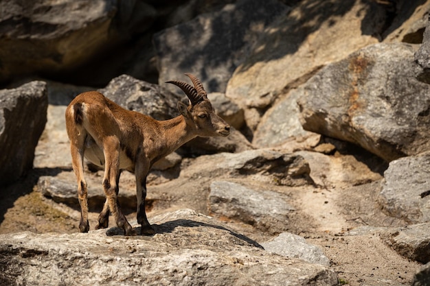 Steinbockkampf im felsigen Berggebiet Wilde Tiere in Gefangenschaft Zwei Männchen kämpfen um Weibchen